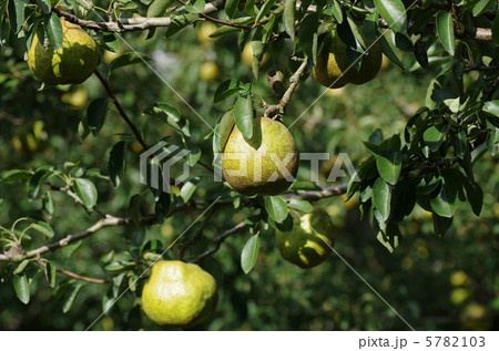 ラフランス農園 ラフランス農園 5782103