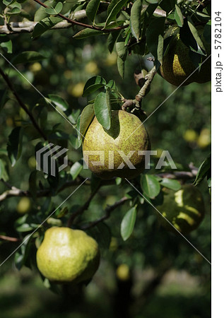 ラフランスの実 ラフランスの実 5782104