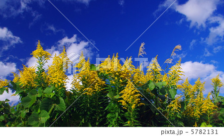 セイタカアワダチソウ咲く散歩道 セイタカアワダチソウ咲く散歩道 5782131