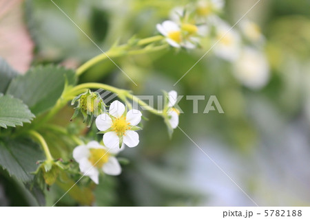 苺の花 5782188