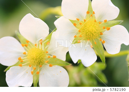 苺の花 5782190