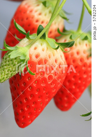 苺狩り 5782204