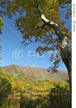 紅葉の鶴間池 紅葉の鶴間池 5782218