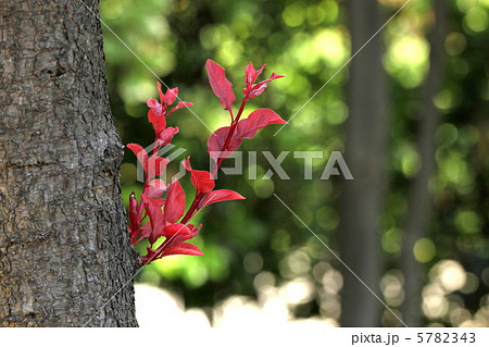 小枝の紅葉 5782343