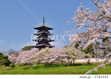 桜と五重塔 5782454