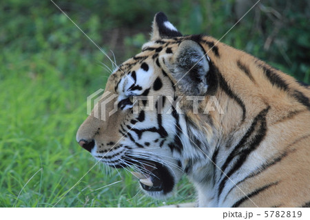 絶滅寸前のアムールトラ 5782819