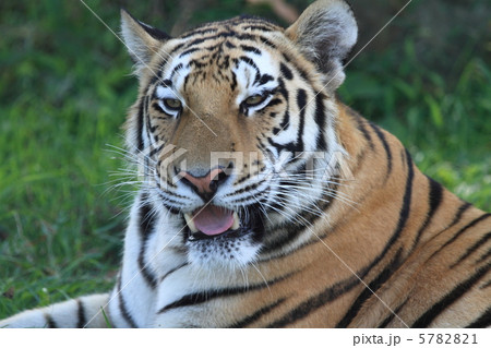 絶滅寸前のアムールトラ 絶滅寸前のアムールトラ 5782821