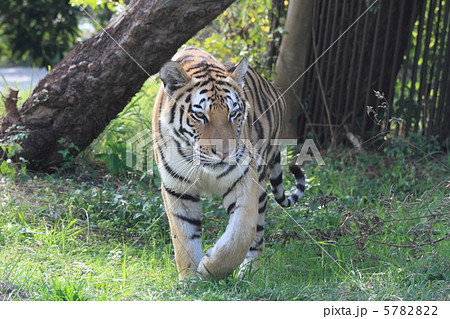 絶滅寸前のアムールトラ 5782822