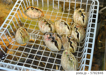 ヒメシャコガイ ヒメシャコガイ 5782846