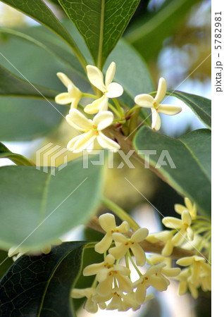ギンモクセイ：銀木犀 5782981