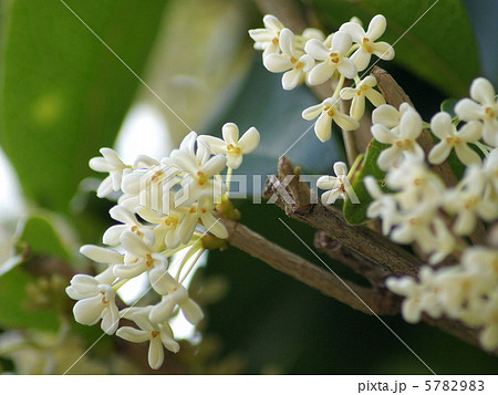 ギンモクセイ:銀木犀 ギンモクセイ:銀木犀 5782983