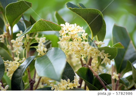 ギンモクセイ：銀木犀 5782986