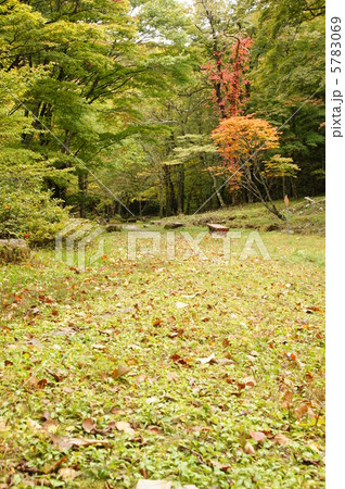 秋ですねー 紅葉 秋ですねー 紅葉 5783069