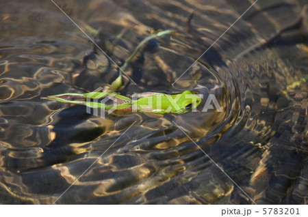 泳ぐ蛙 5783201