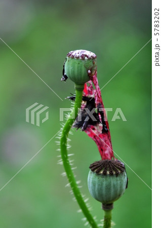 ポピーの実 5783202