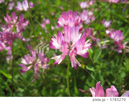 れんげ れんげ 5783270