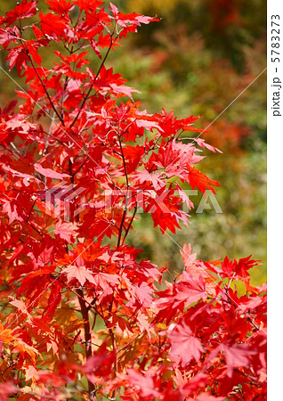 紅葉 もみじ 花言葉 大切な思い出 A Japanese Mapel Treeの写真素材