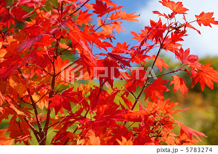 紅葉 もみじ 花言葉 大切な思い出 A Japanese Mapel Treeの写真素材