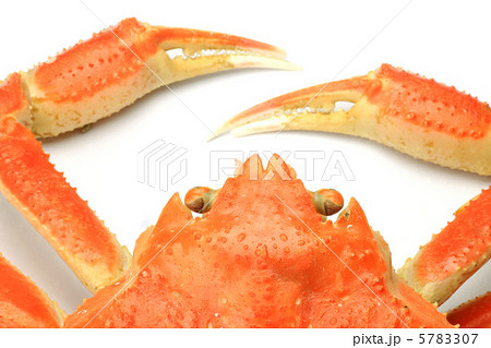 ズワイガニ 5783307