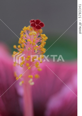 ハイビスカスのシベ 5783341