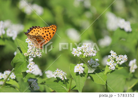 ツマグロヒョウモン 5783352