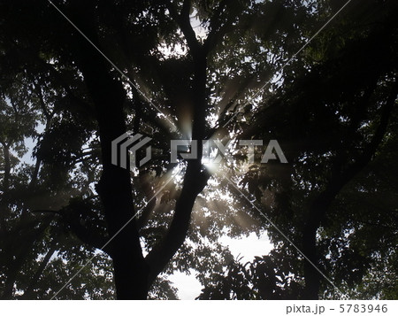 光のシャワー 5783946