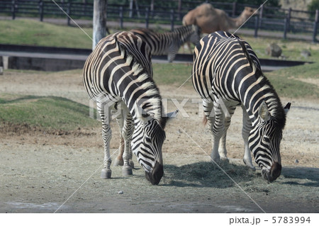 チャップマンシマウマ 5783994