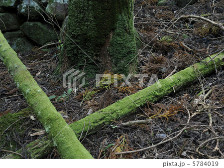 苔が覆う木 苔が覆う木 5784019