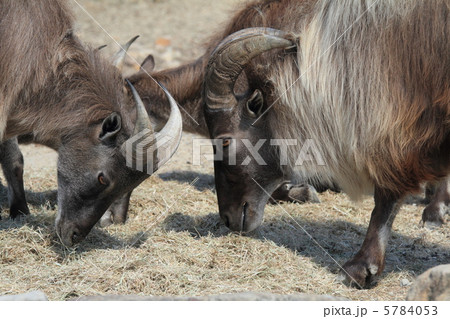 ヒマラヤタール 5784053