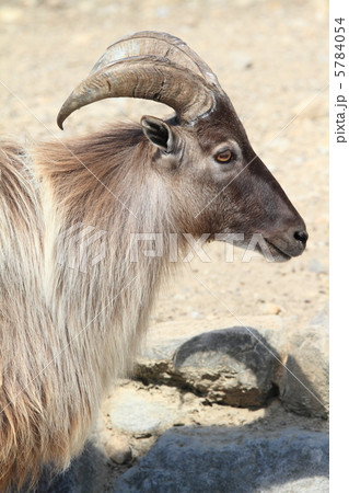 ヒマラヤタール 5784054