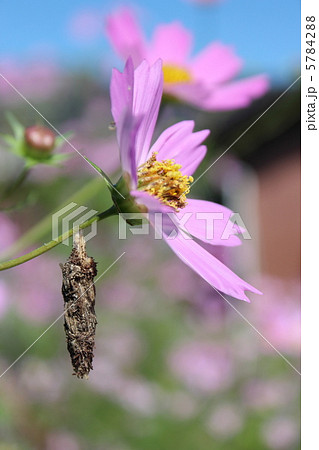 コスモスとみのむし 5784288