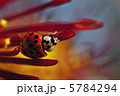 テントウムシと菊 5784294