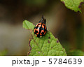 カメノコテントウ 5784639
