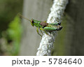 キンキフキバッタ 5784640