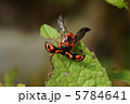 カメノコテントウ 5784641
