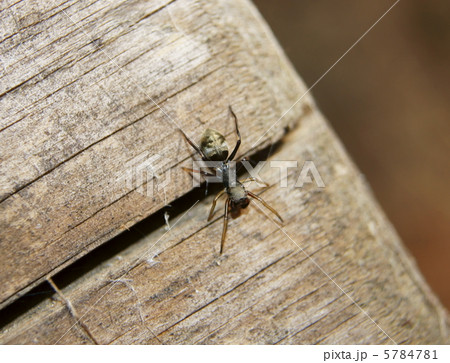 アリグモは蟻のような蜘蛛 5784781