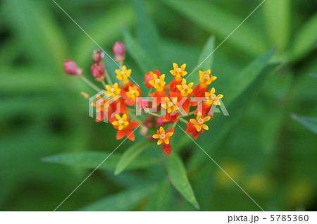 唐綿　トウワタと申します。 5785360