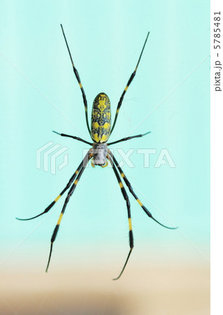 ジョロウグモ ジョロウグモ 5785481
