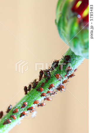 アブラムシ 5785483
