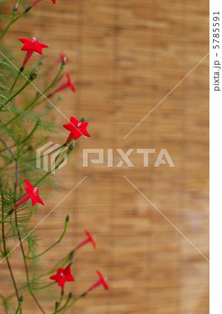 ルコウソウ 5785591