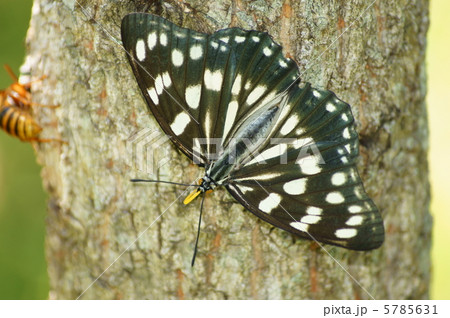 ゴマダラチョウ ゴマダラチョウ 5785631