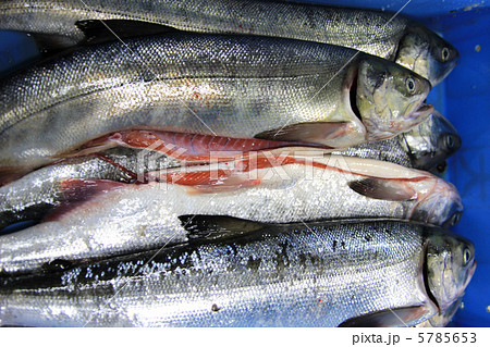 鮭の収穫 5785653