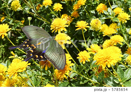 カラスアゲハ 5785654