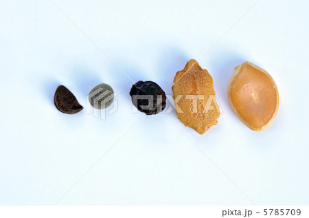 種いろいろ 種いろいろ 5785709