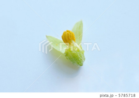 ツルレイシの雄しべとガク 5785718