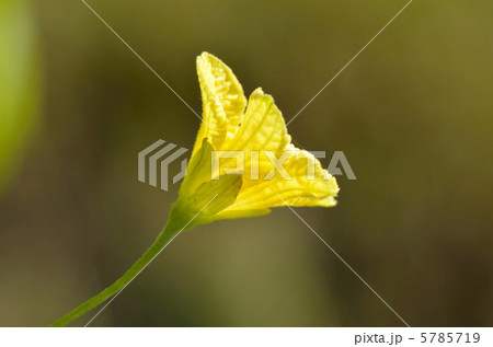 ツルレイシの花の写真素材