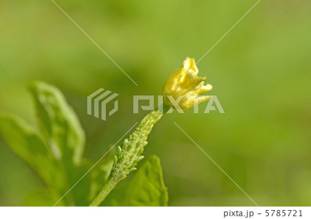 ツルレイシの雌花 5785721