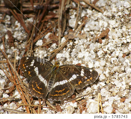 サカハチチョウ サカハチチョウ 5785743