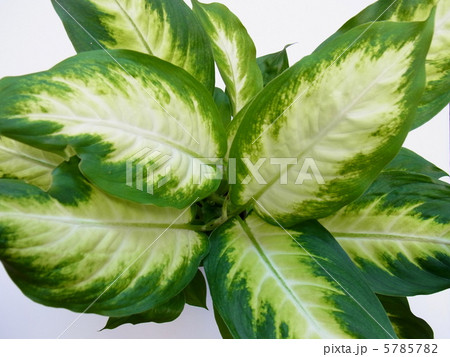 観葉植物　デヘンカミーラ 5785782