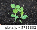 絹さや　植えつけ 5785802